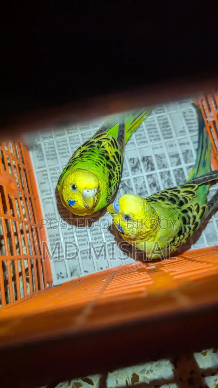 Budgerigar