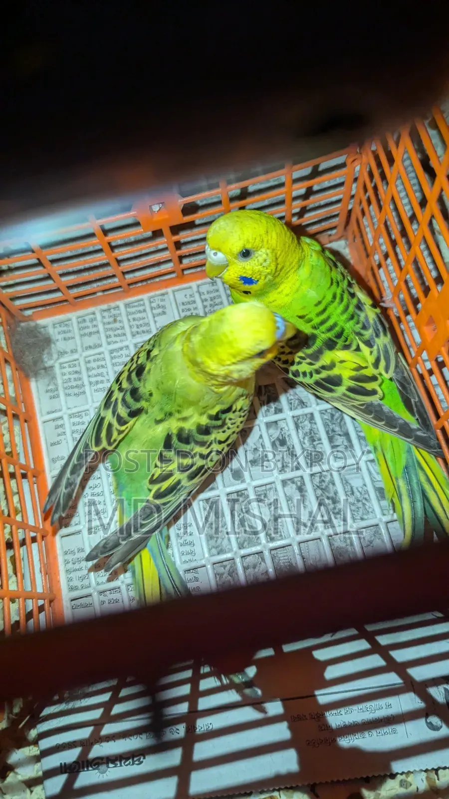 Budgerigar