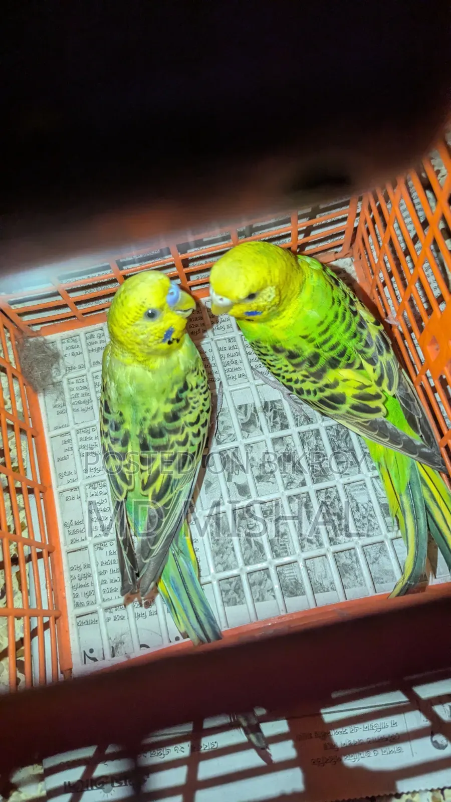 Budgerigar