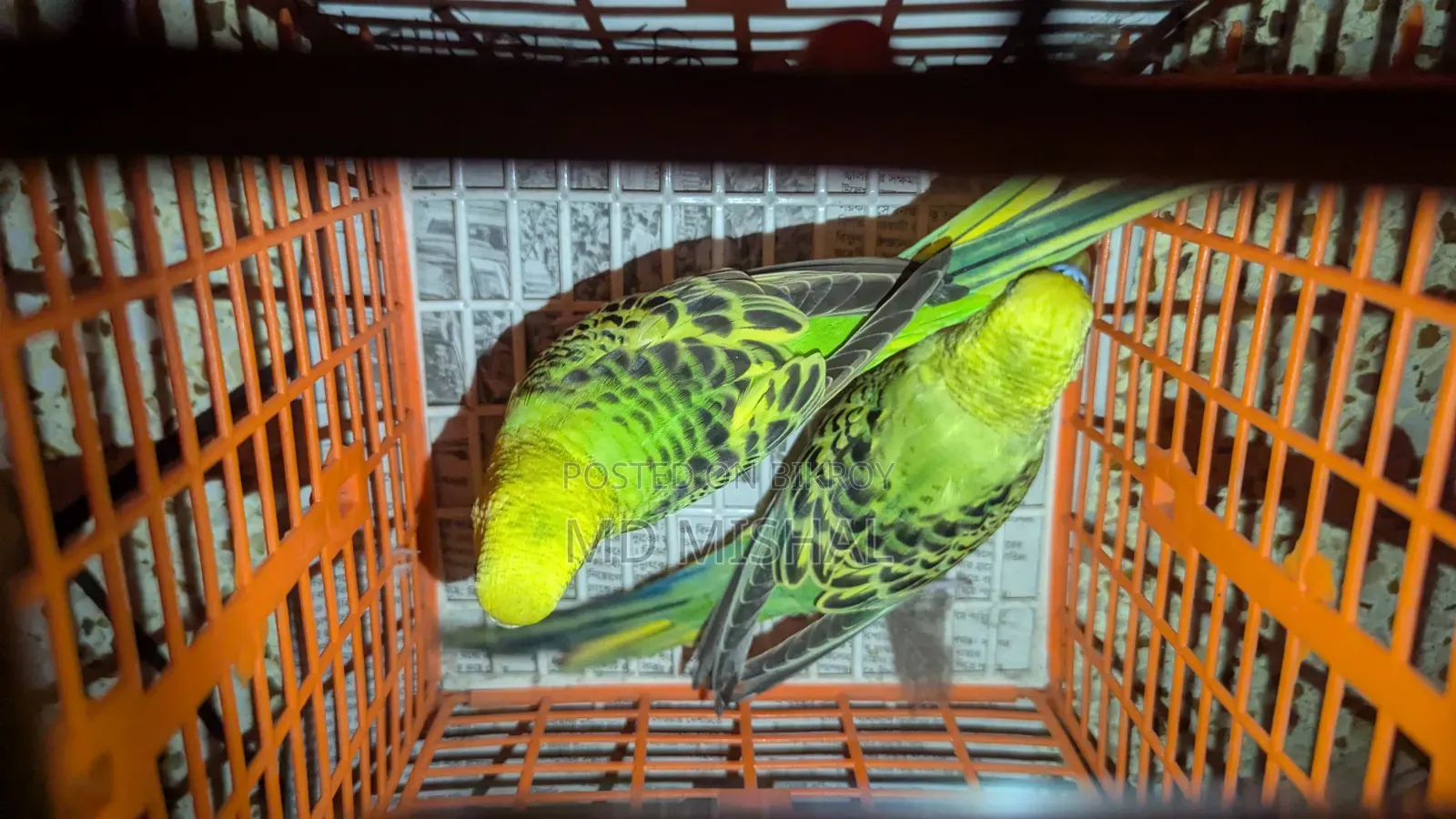 Budgerigar