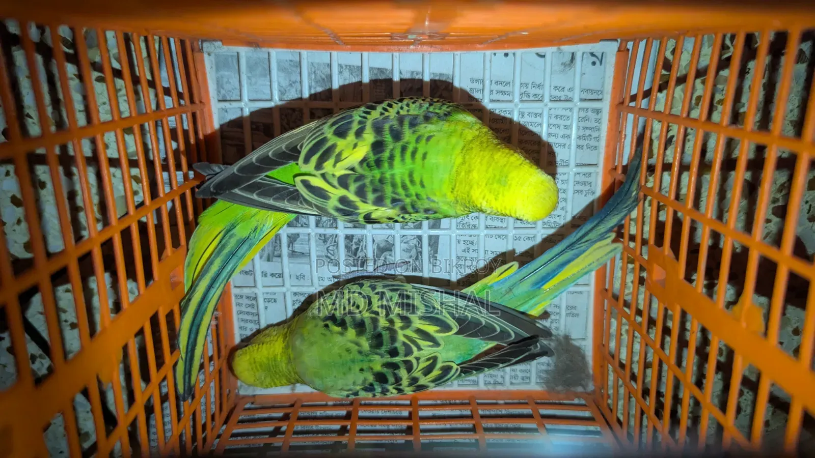 Budgerigar