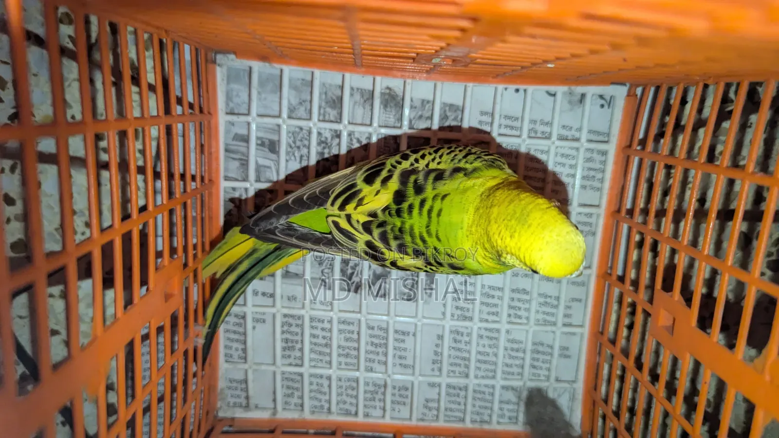 Budgerigar