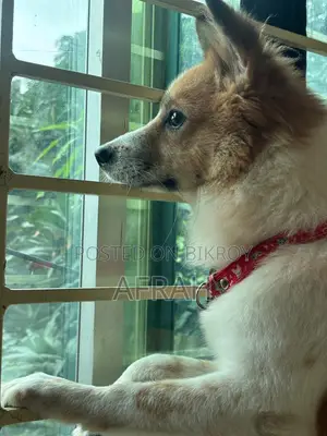 1+ Year Male Mixed Breed Japanese Spitz
