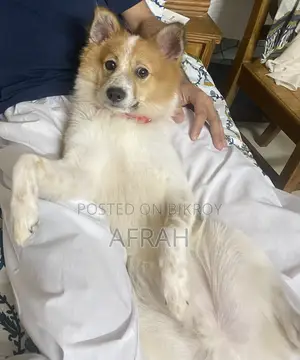 1+ Year Male Mixed Breed Japanese Spitz