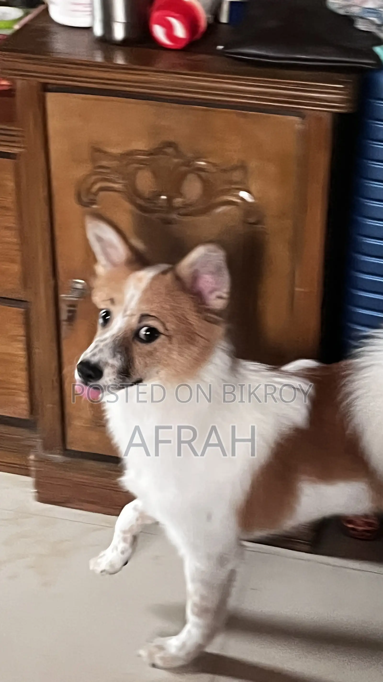 1+ Year Male Mixed Breed Japanese Spitz