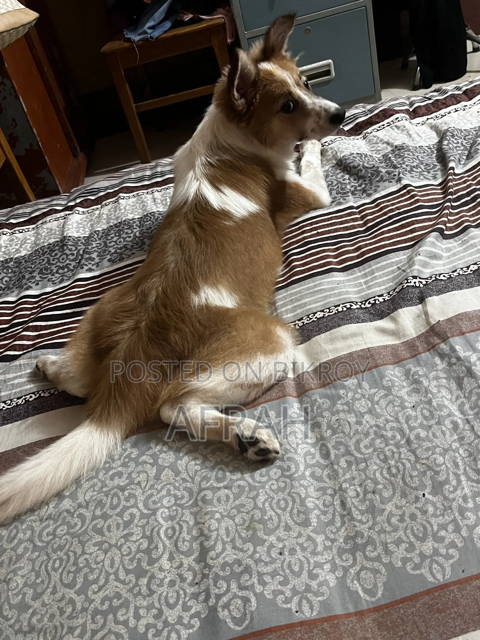 1+ Year Male Mixed Breed Japanese Spitz