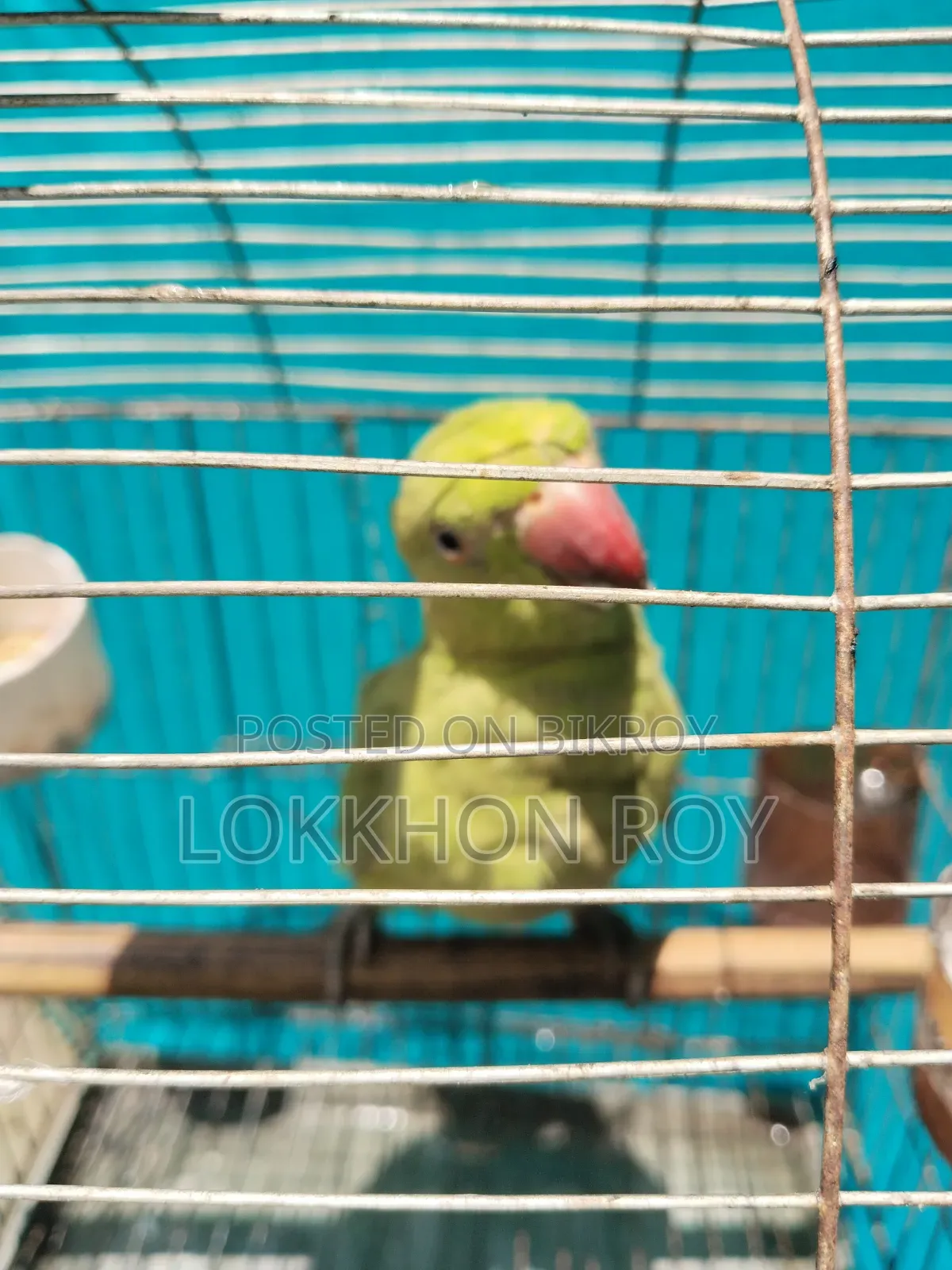 টিয়া পাখি