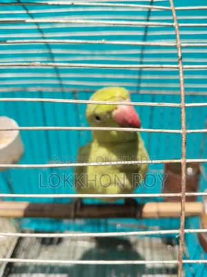 টিয়া পাখি