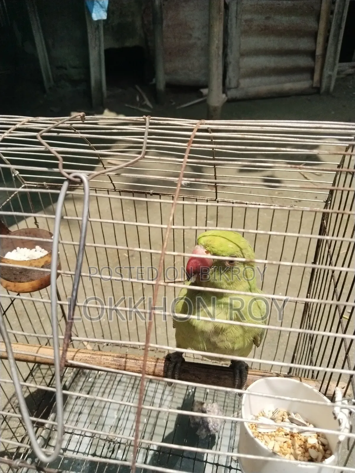 টিয়া পাখি
