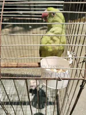 টিয়া পাখি
