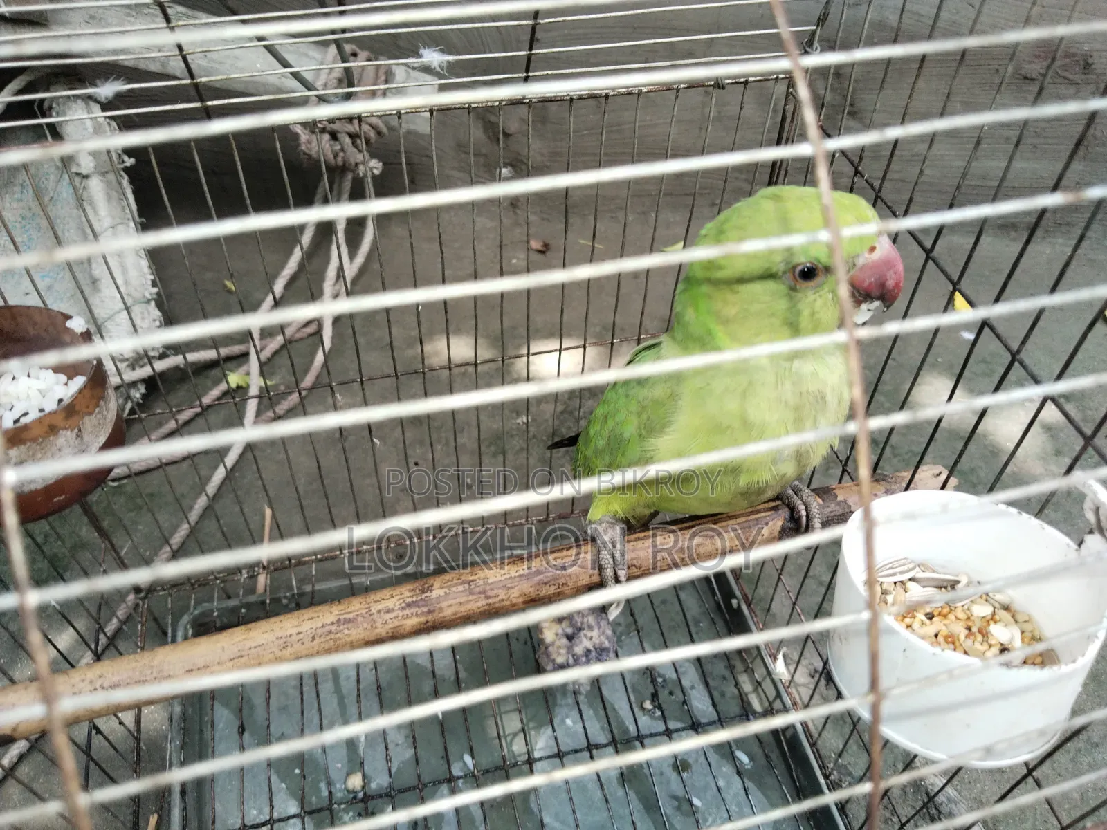 টিয়া পাখি