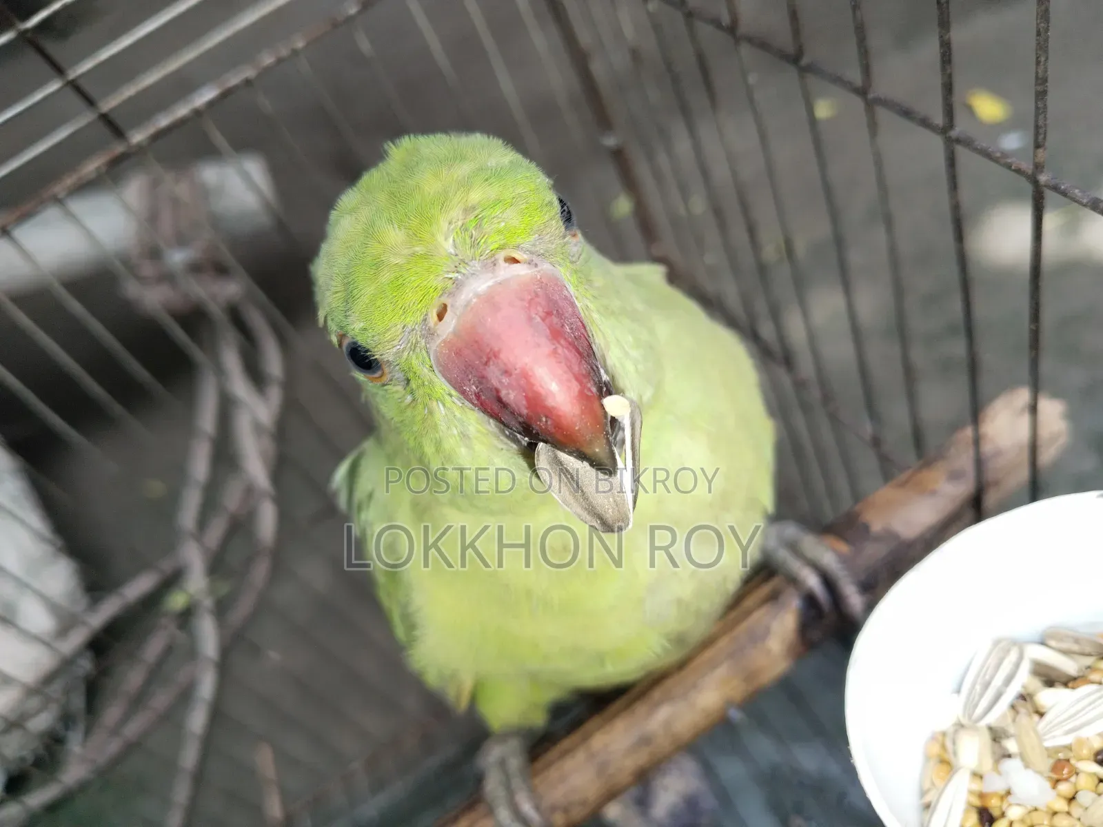 টিয়া পাখি