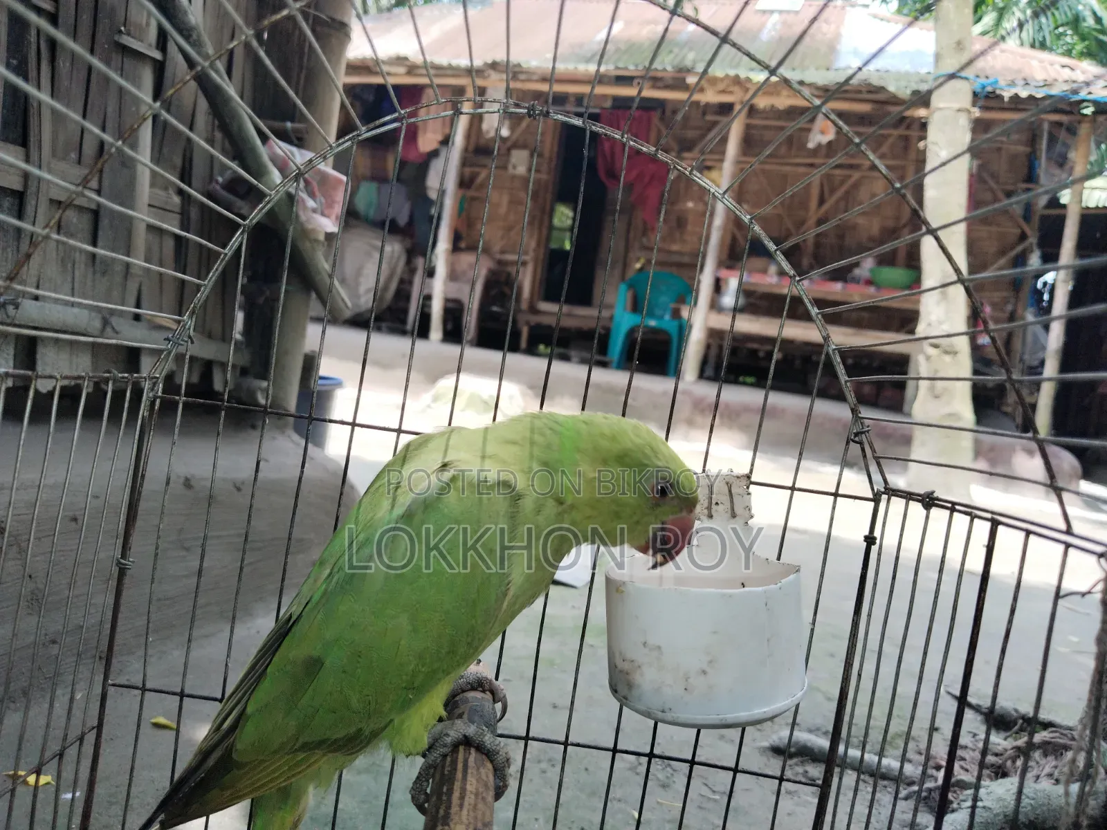 টিয়া পাখি