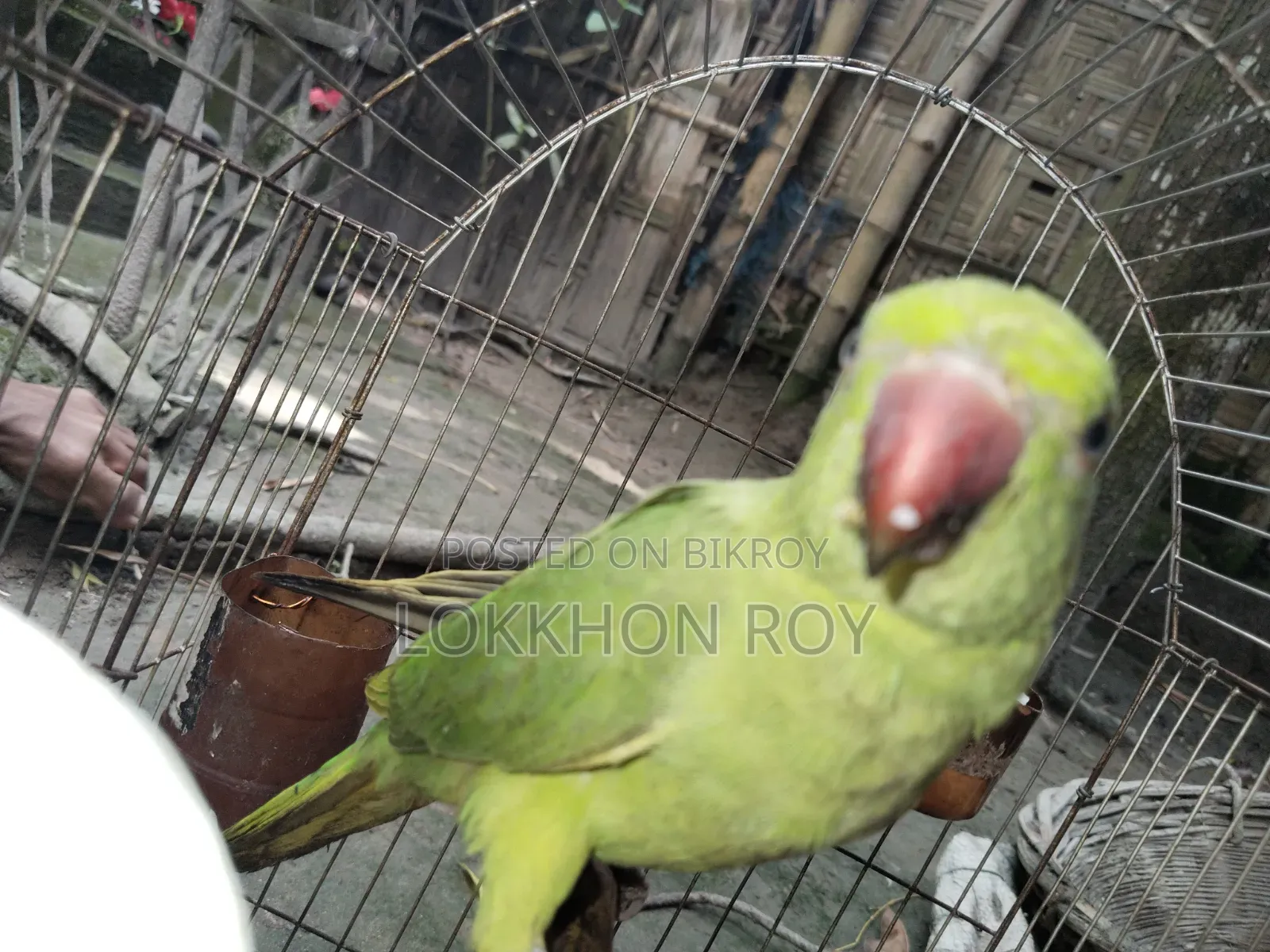 টিয়া পাখি