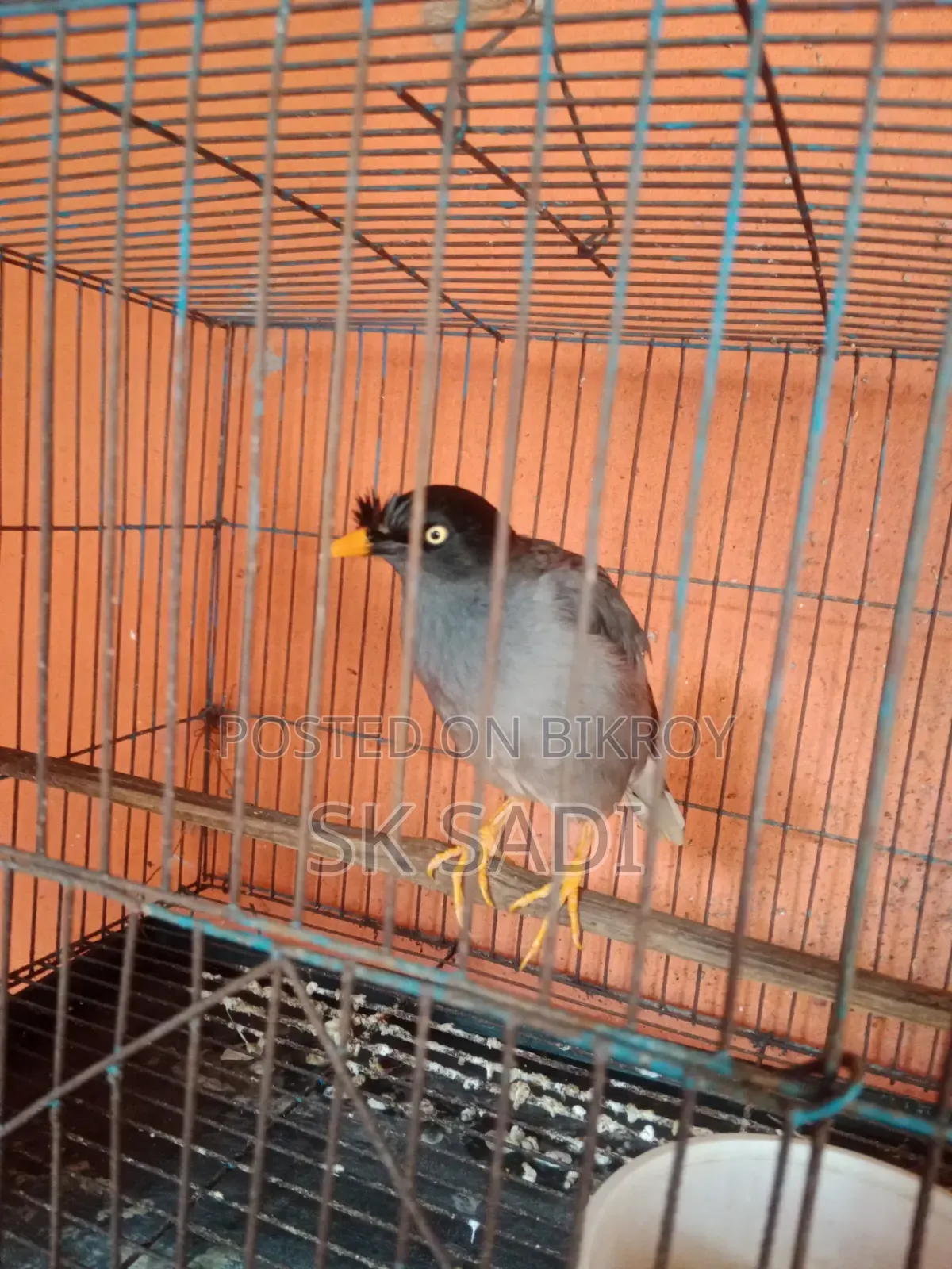 পাখি বিক্রি হবে