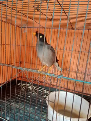 পাখি বিক্রি হবে
