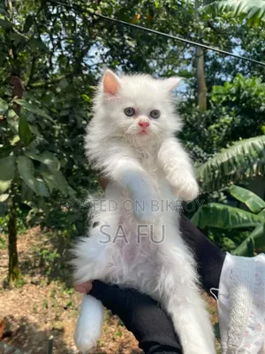 ১-৩ মাস বয়সী পুরুষ খাঁটি পারসিক বিড়ালছানা