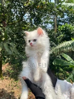 ১-৩ মাস বয়সী পুরুষ খাঁটি পারসিক বিড়ালছানা