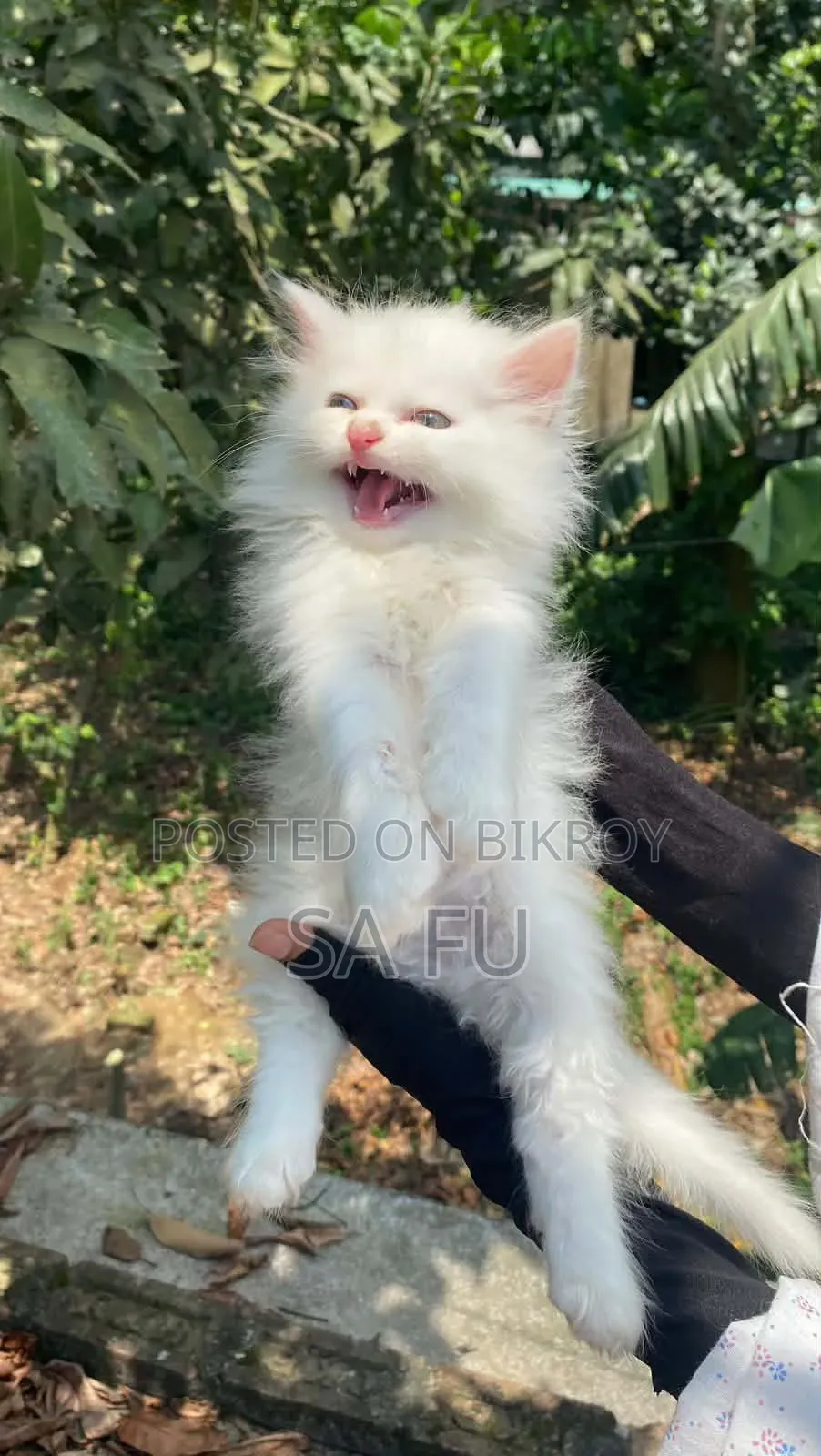১-৩ মাস বয়সী পুরুষ খাঁটি পারসিক বিড়ালছানা