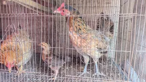দেশি মুরগি ঘরের পালা