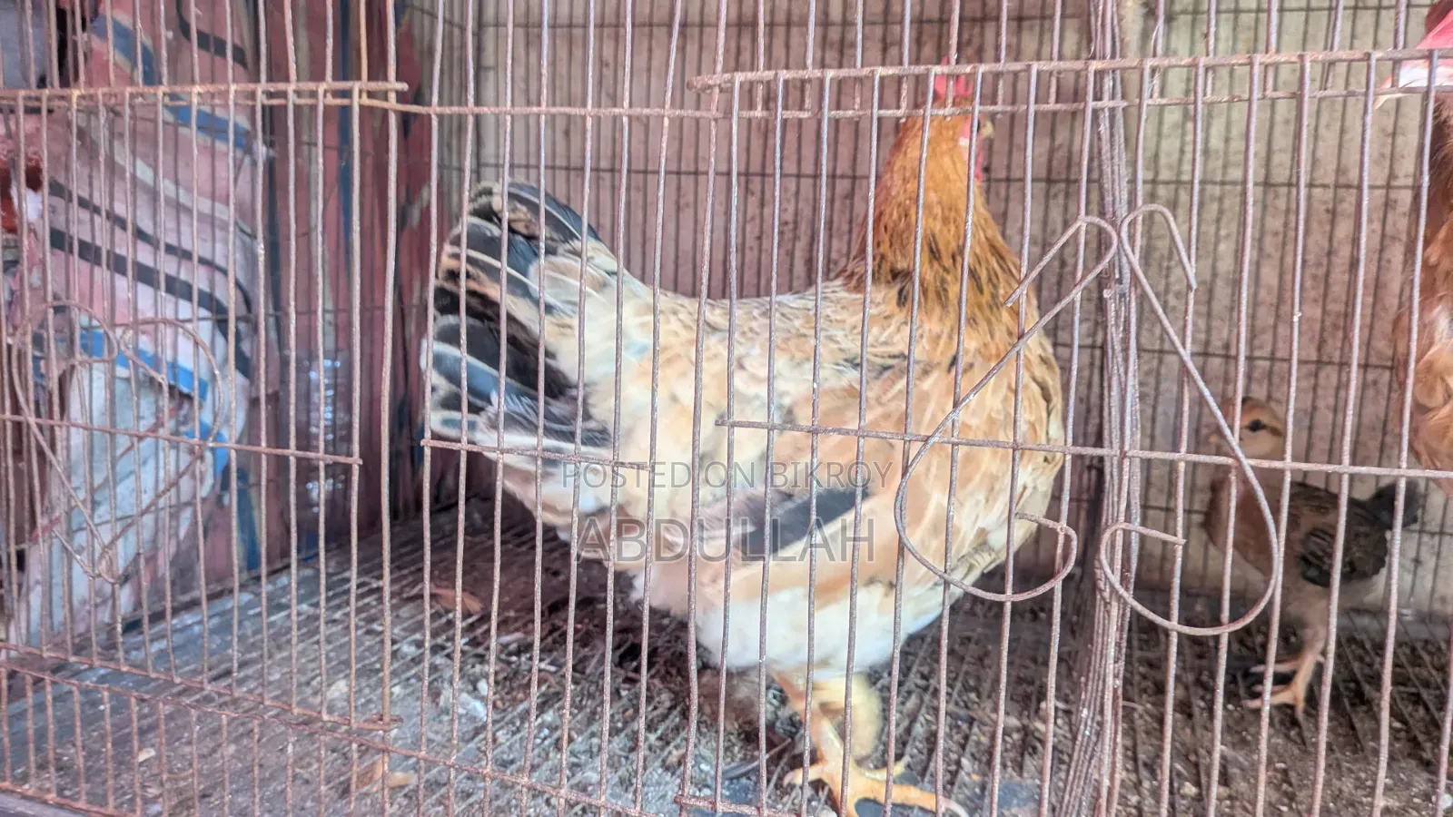 Home-reared Desi Chicken