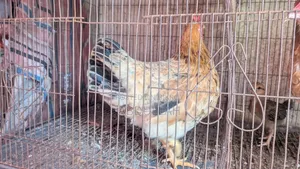 Home-reared Desi Chicken