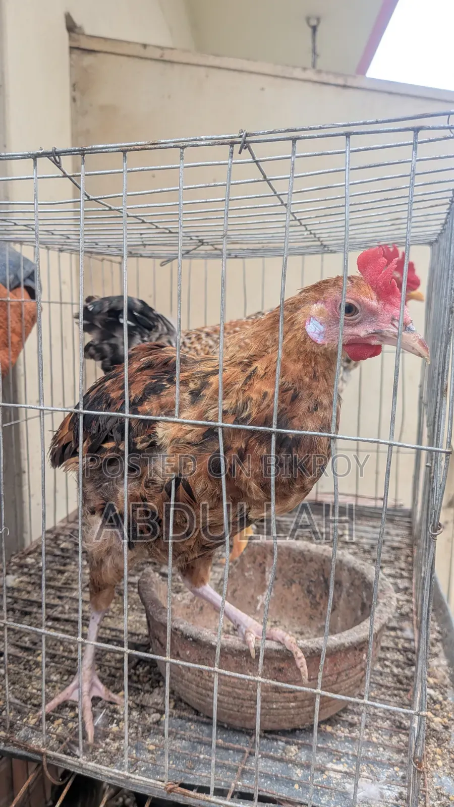 Home-reared Desi Chicken