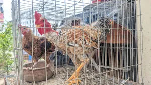 Home-reared Desi Chicken