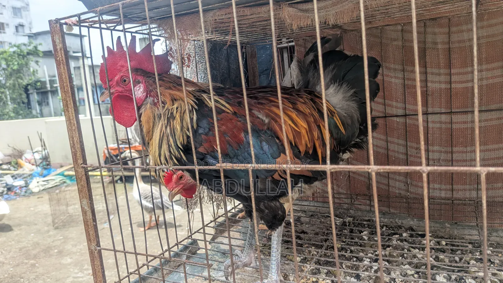 Home-reared Desi Chicken