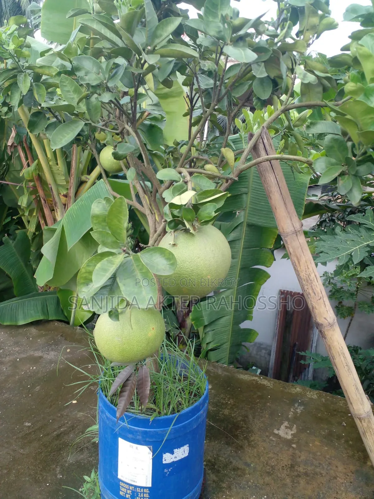 গাছ বিক্রয় হবে