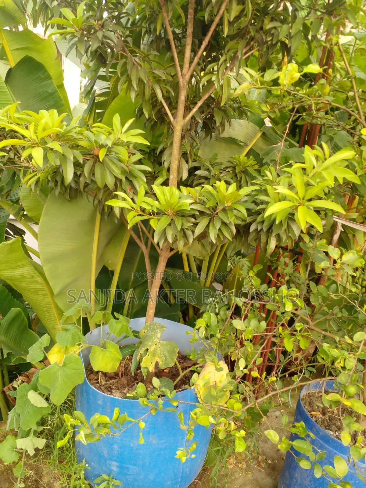 গাছ বিক্রয় হবে