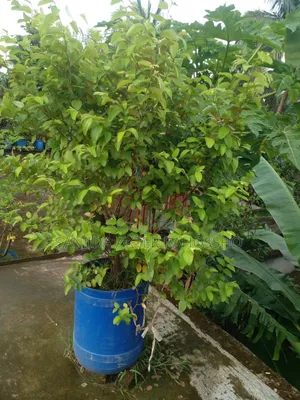 গাছ বিক্রয় হবে