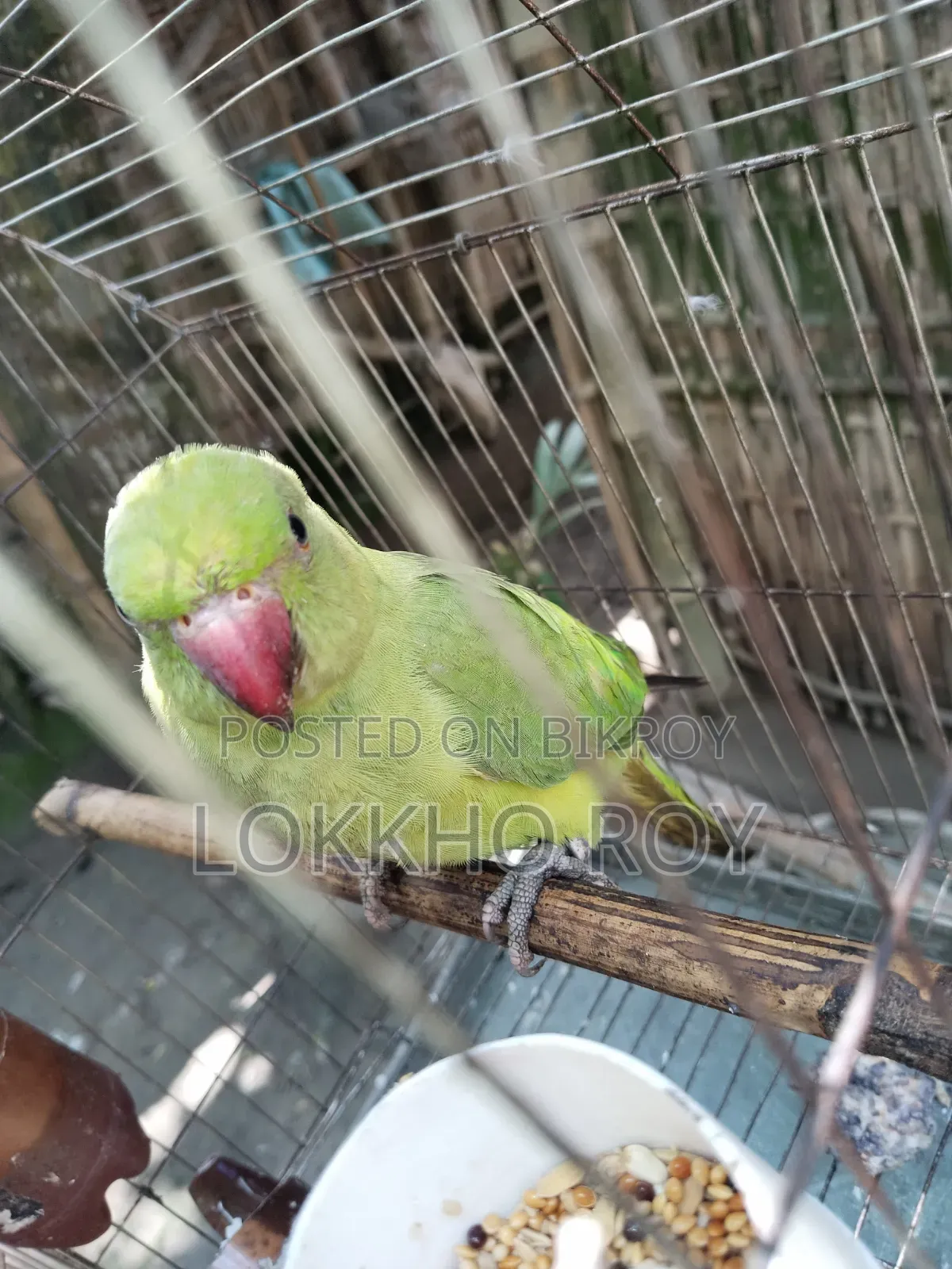 টিয়া পাখি