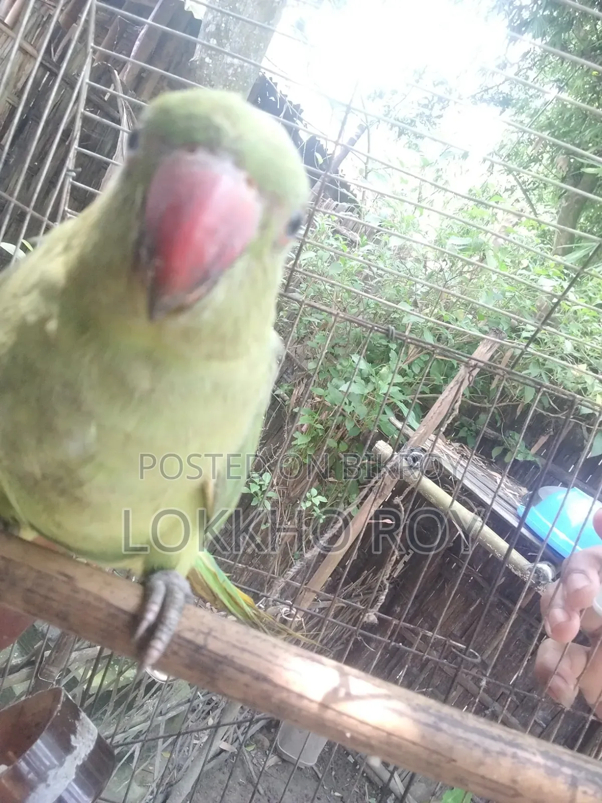 টিয়া পাখি