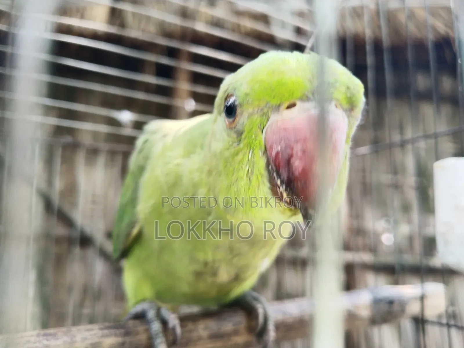 টিয়া পাখি
