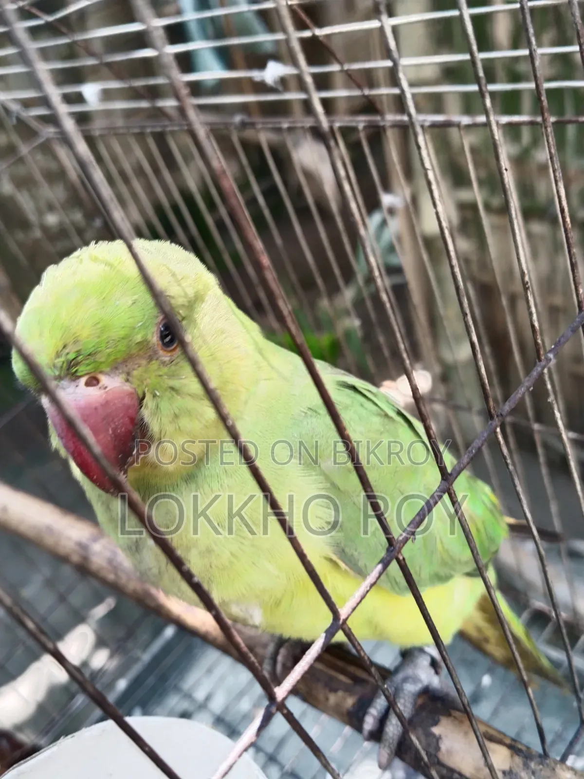 টিয়া পাখি