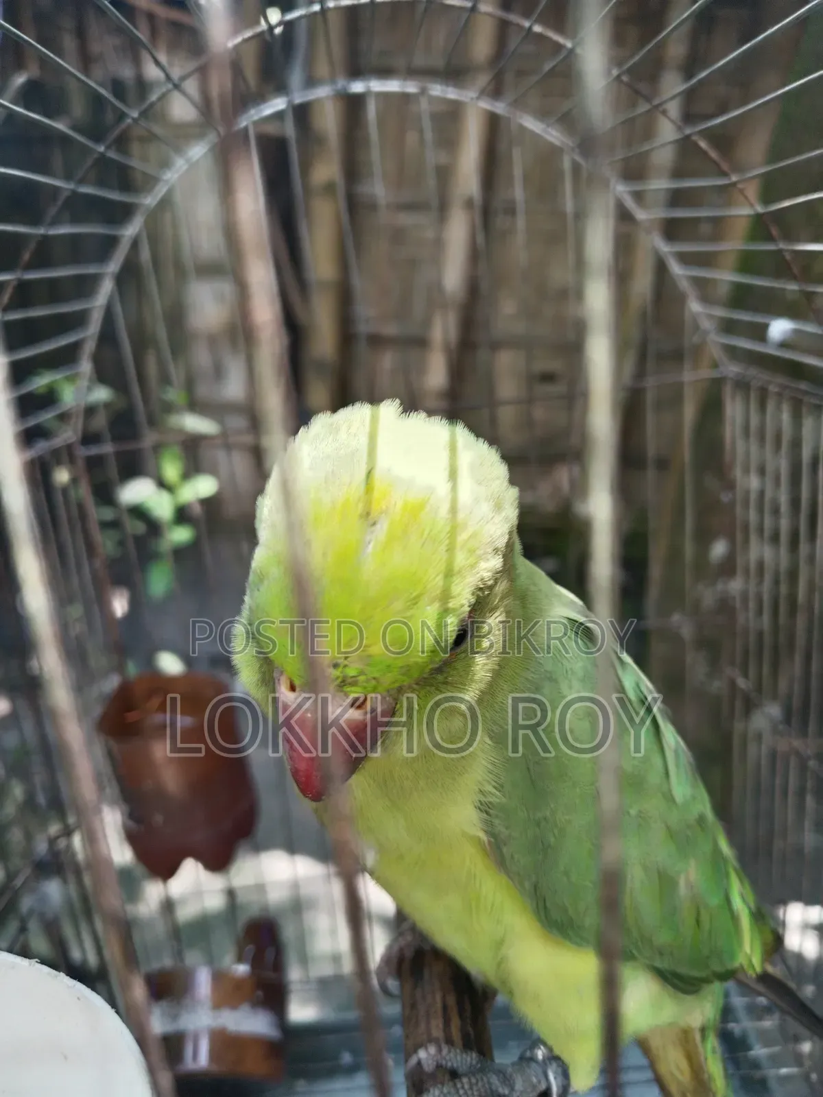 টিয়া পাখি