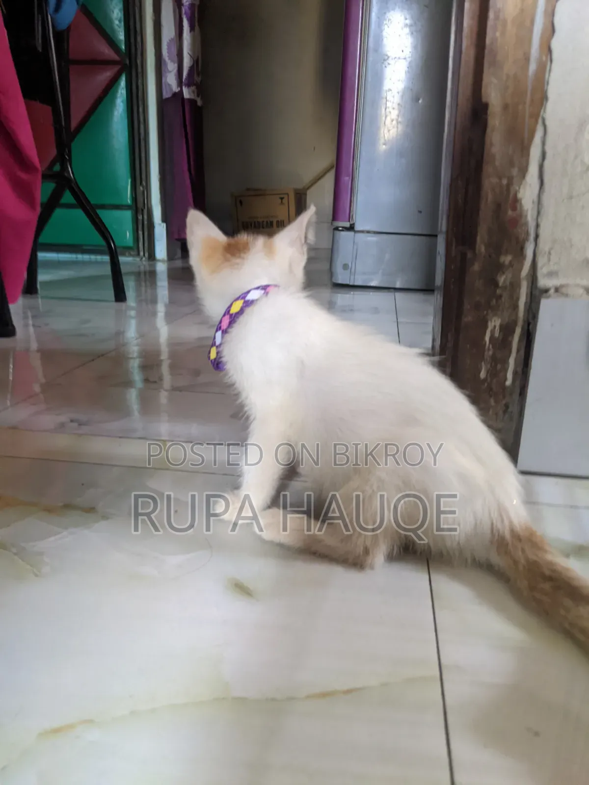 0-1 Month Male Mixed Breed Persian
