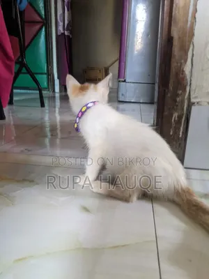 0-1 Month Male Mixed Breed Persian