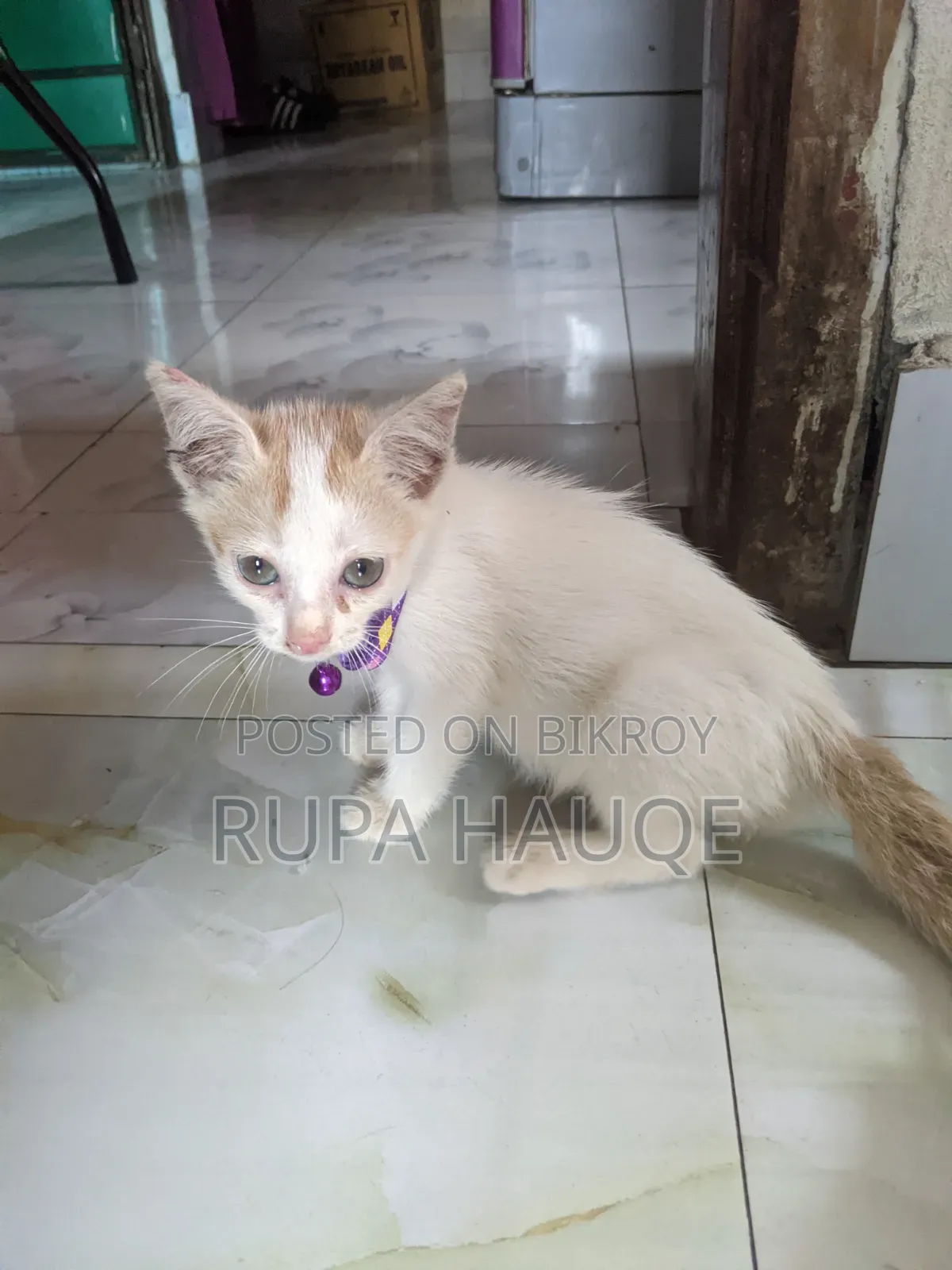 0-1 Month Male Mixed Breed Persian
