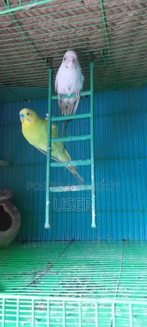 তিনটি পাখি বিক্রি হবে দুইটা মেইল একটা ফিমেল