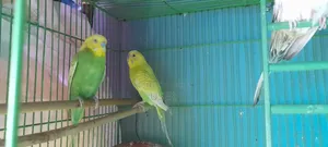 তিনটি পাখি বিক্রি হবে দুইটা মেইল একটা ফিমেল