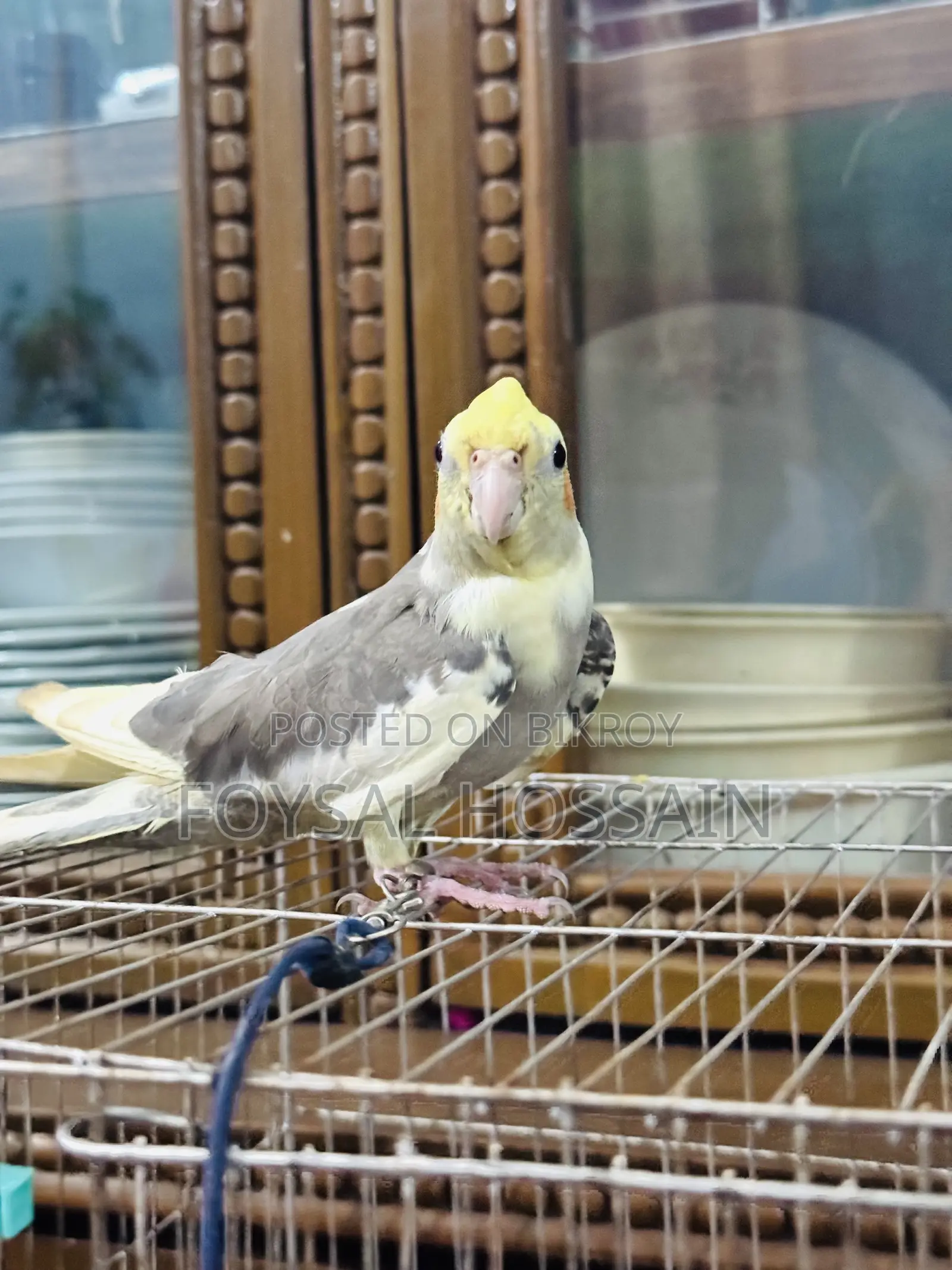 কোকাটেল পখি টেম সাইজ