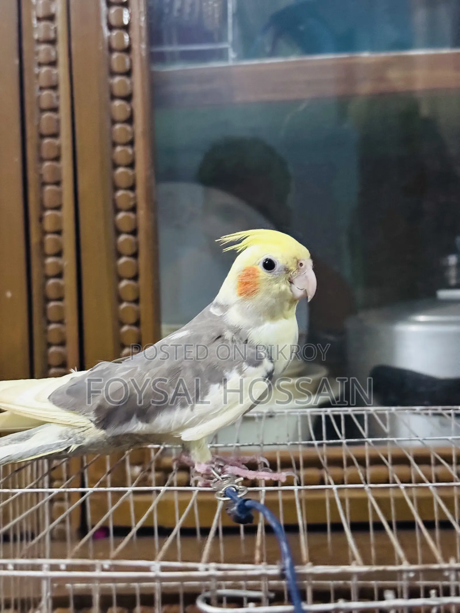কোকাটেল পখি টেম সাইজ