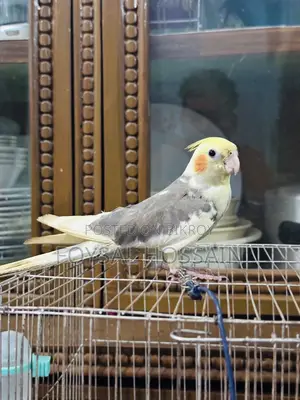 Cockatiel Bird Tame Size