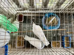 অস্ট্রেলিয়ান সাদা চুইঠাল ঘুঘু