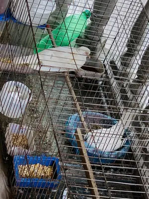 অস্ট্রেলিয়ান সাদা চুইঠাল ঘুঘু