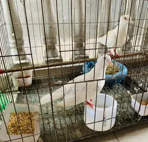 অস্ট্রেলিয়ান সাদা চুইঠাল ঘুঘু