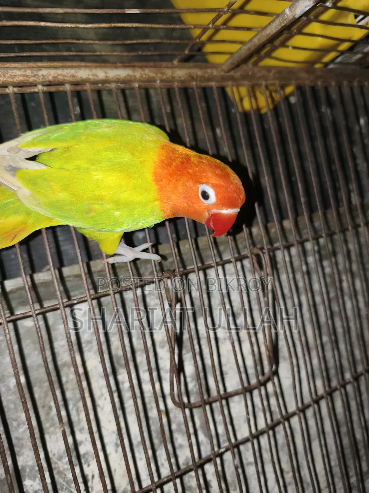 Love Bird
