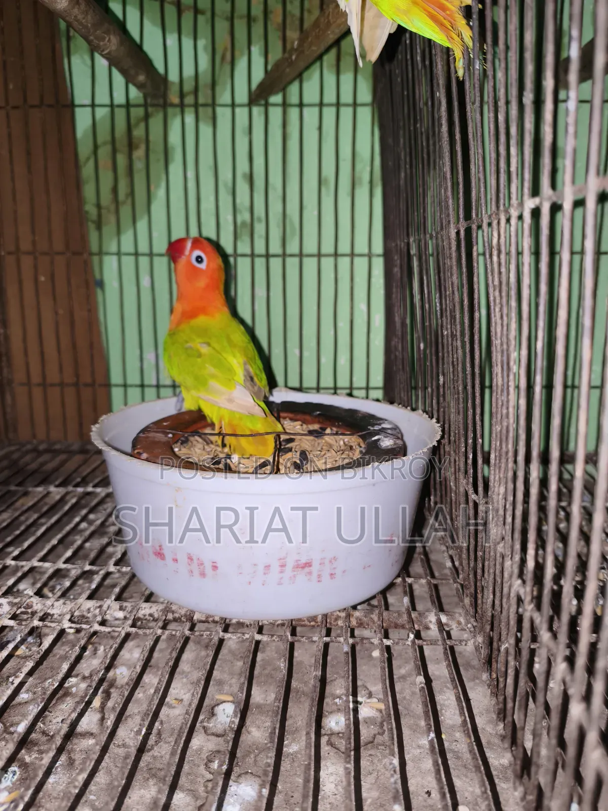 Love Bird